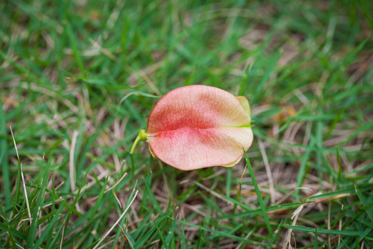 木栾花