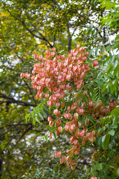 栾树 木栾花