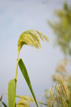 芦苇