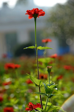 百日菊