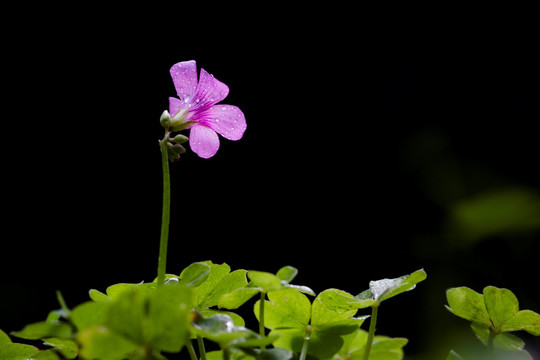 紫花酢浆草