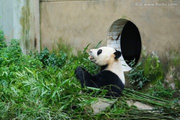 熊猫吃竹叶