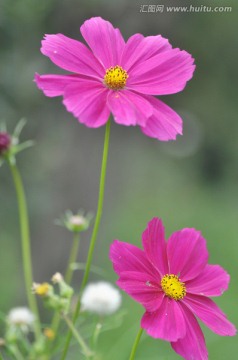 格桑花 波斯菊