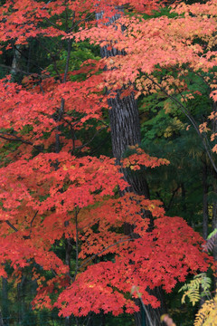 枫叶 红色 长白山