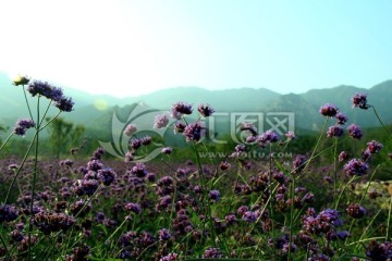 马鞭草 紫花