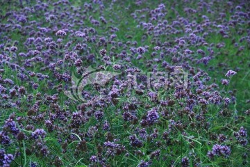 马鞭草 紫花