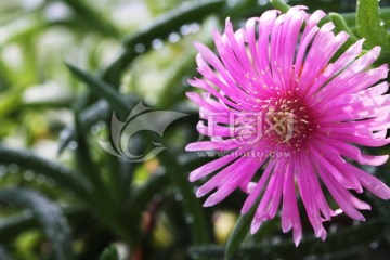 多肉植物 松针菊 粉色花