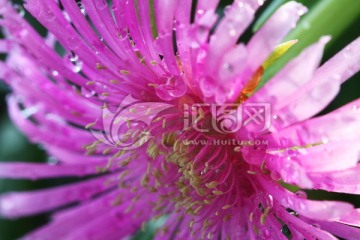 多肉植物 松针菊 粉色花