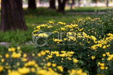 公园里的小菊花