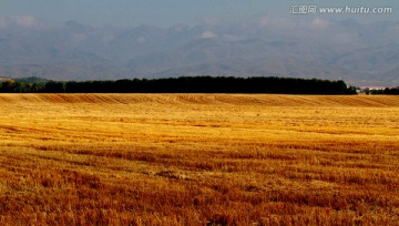 秋季麦田风光