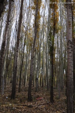 白杨树林