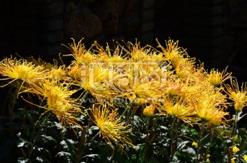 菊花 金丝菊