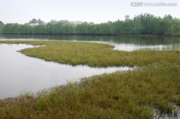 湿地池塘