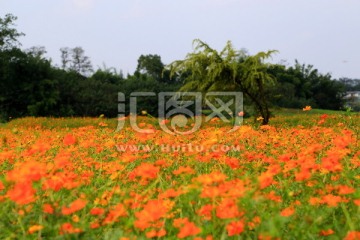 波斯菊 花田