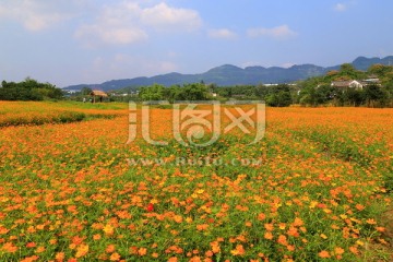 原野花海 波斯菊