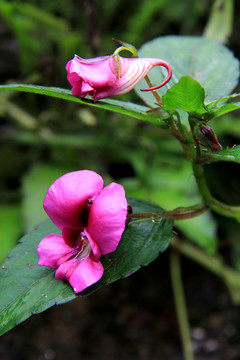 花儿草