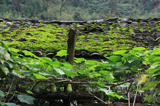 苔藓 瓦背 土耳瓜