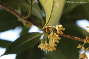 桂花