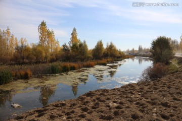 秋池树影