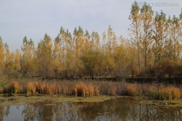 秋池树影
