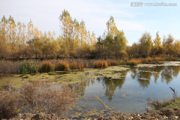 秋池树影