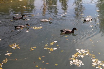 秋天池塘鸭群