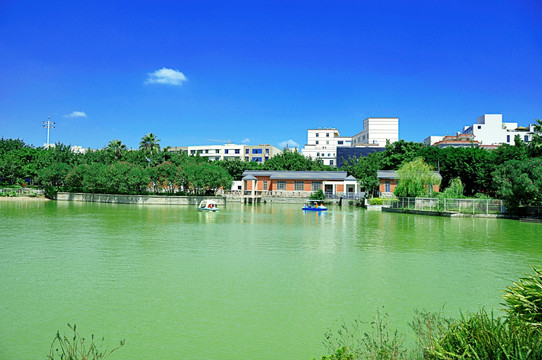 世纪公园湖滨绿色风景