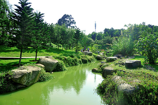 八仙山水道两岸草木