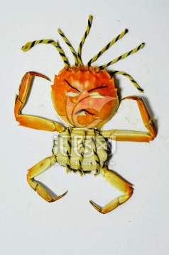 螃蟹 螃蟹创意图 创意造型
