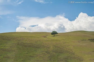 草原孤树