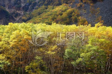 长白山岳桦林秋色