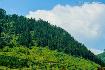 松树林