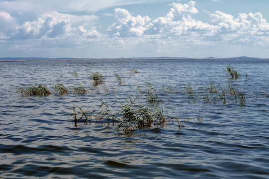 呼伦湖的水面和水草