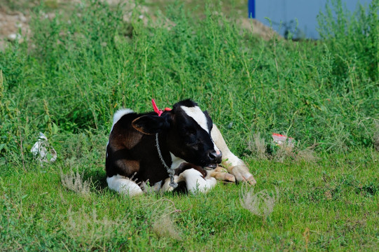 卧在草地上的牛犊