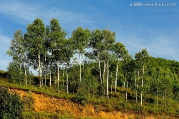 阳光山坡上的一行白桦