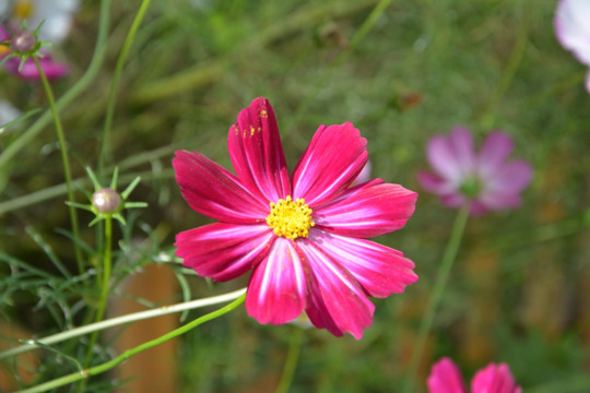 野花 小花 花草 小粉花