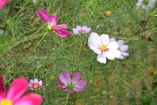 野花 小花 花草 小粉花