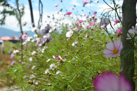 野花 小花 花草 小粉花