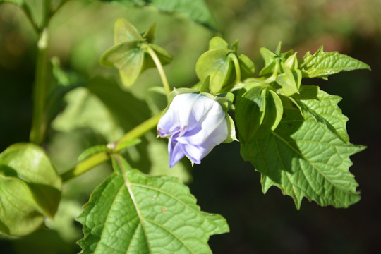 白色小花 野花 花丛 花草