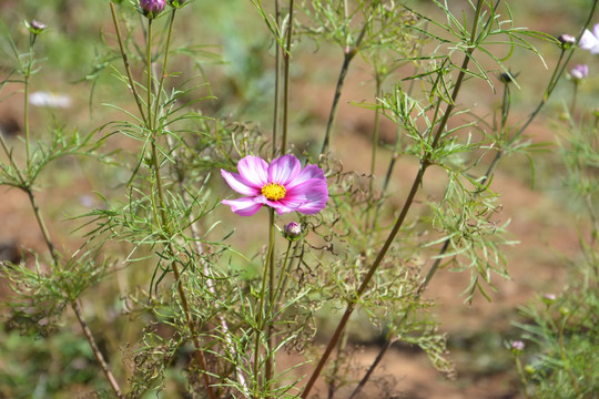 粉色小花 野花 花草 花海