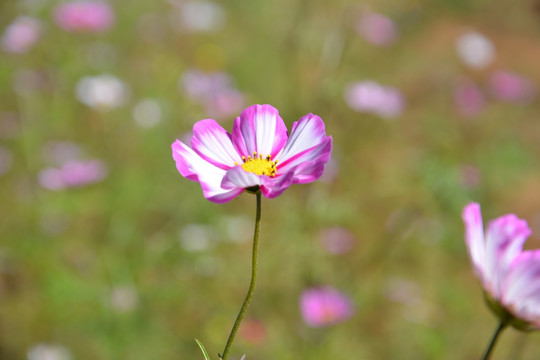 粉色小花 野花 花草 花海