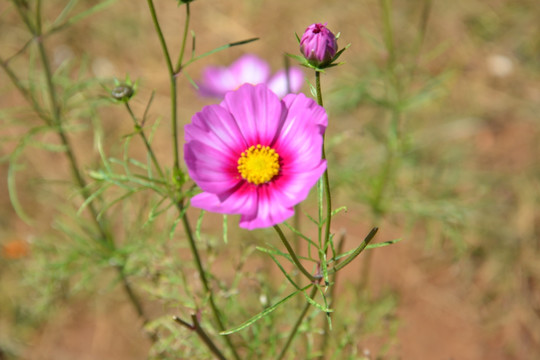 粉色小花 野花 花草