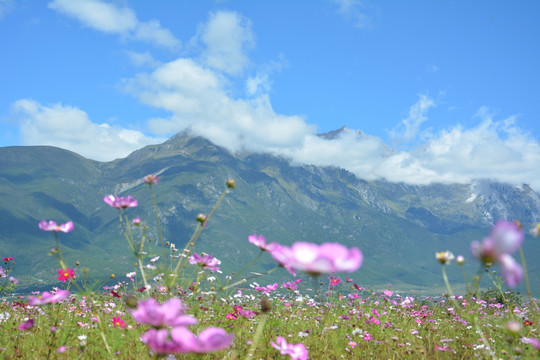 小花 野花 粉色花 花海