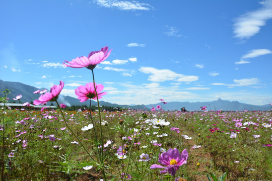 小花 野花 粉色花 花海