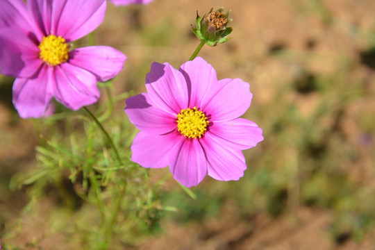 粉色小花 野花 花草 花蕊