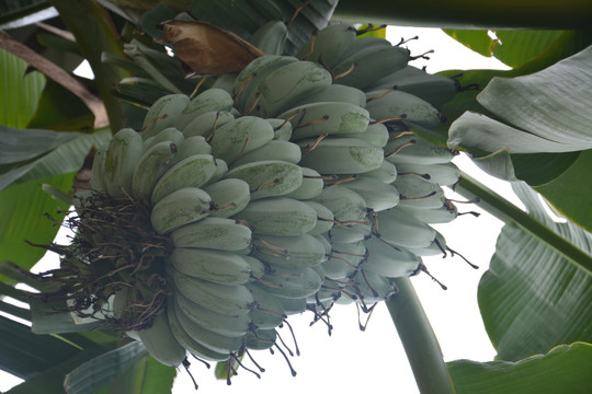 橡胶树 热带树 香蕉