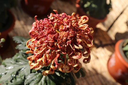 菊花