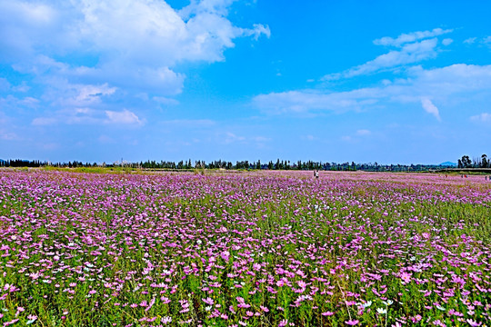 格桑花