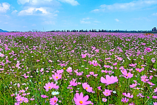 格桑花