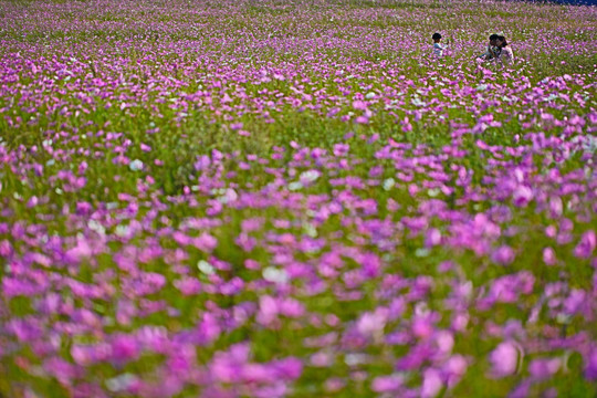 格桑花